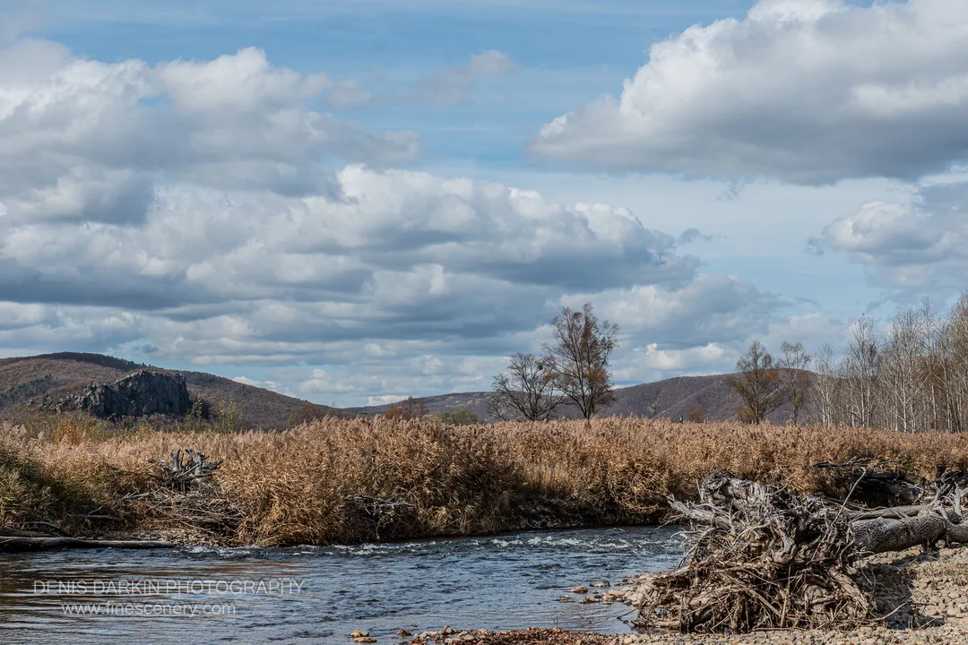 River bank with tall golden-brown reeds and a tangle of driftwood in Primorsky Krai, rolling hills and cumulus clouds beyond.
