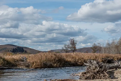 River bank with tall golden-brown reeds and a tangle of driftwood in Primorsky Krai, rolling hills and cumulus clouds beyond.