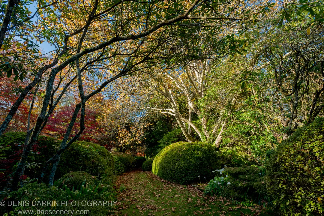 A leaf-scattered path beneath lichen-covered branches leads past large rounded topiary bushes in a formal garden at Mount Wilson.
