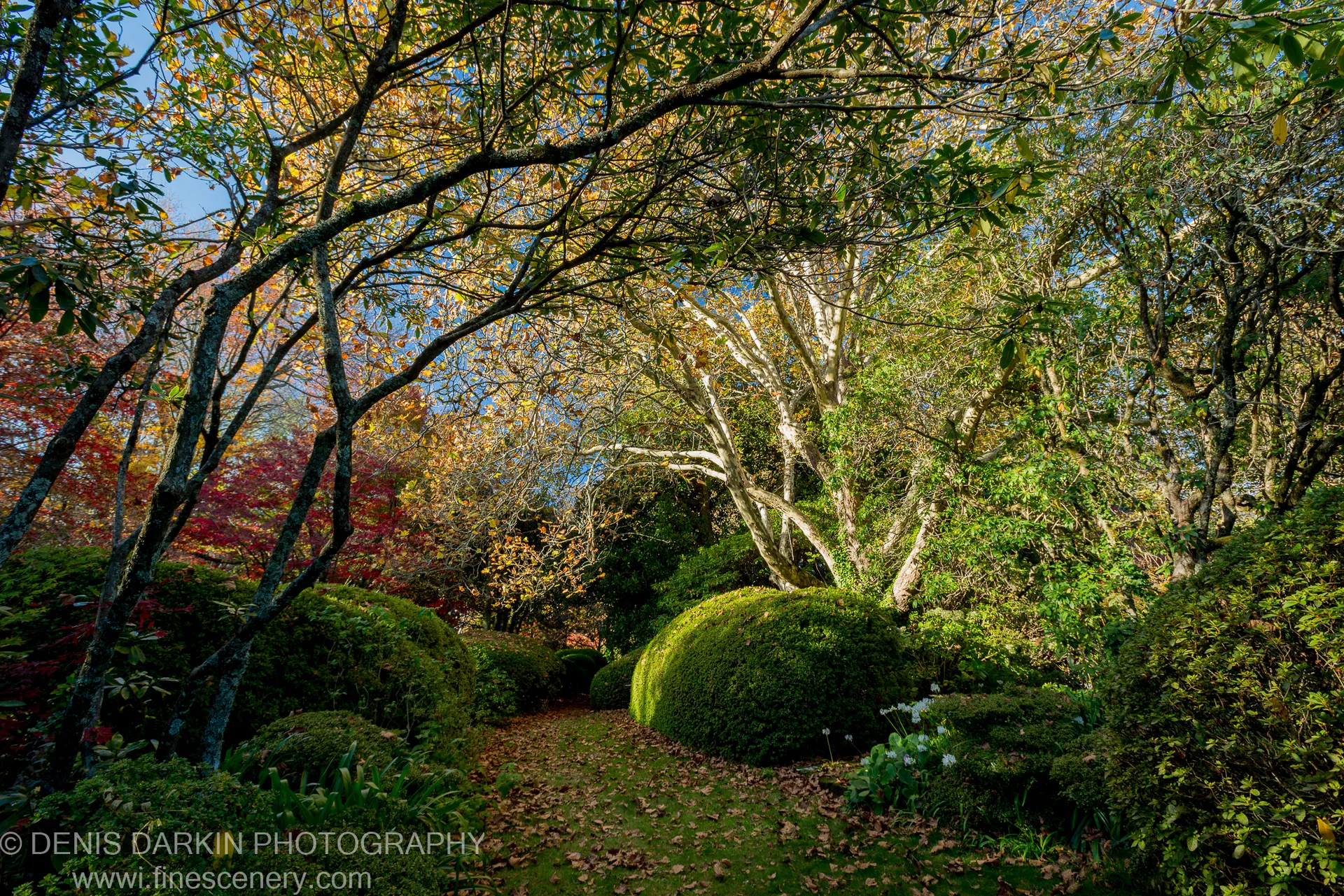 Blue Mountains autumn river