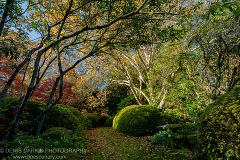 A leaf-scattered path beneath lichen-covered branches leads past large rounded topiary bushes in a formal garden at Mount Wilson.
