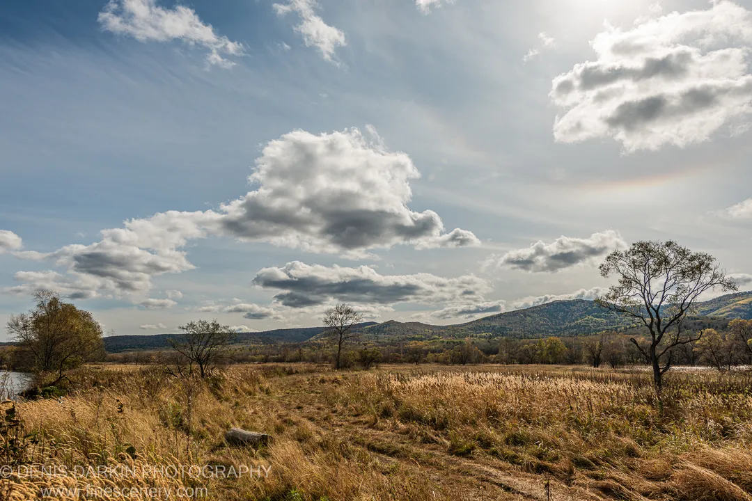 Golden reed beds in a wide autumn floodplain, with rolling hills and cumulus clouds overhead, Russian Far East.