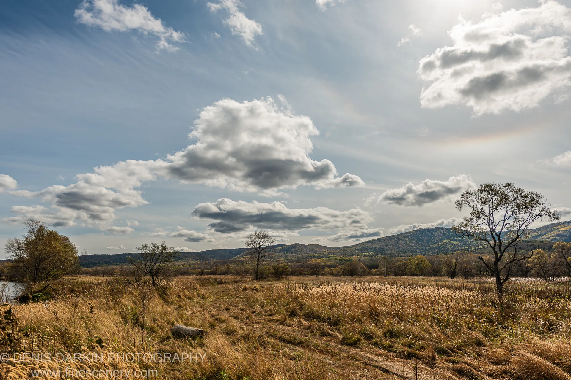 Golden reed beds in a wide autumn floodplain, with rolling hills and cumulus clouds overhead, Russian Far East.