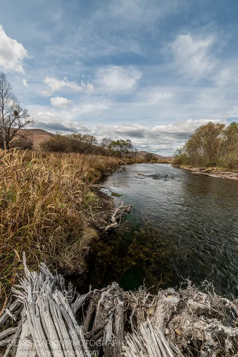 Weathered driftwood at the edge of a wide river in Primorsky Krai, golden autumn grasses and rolling hills beyond.