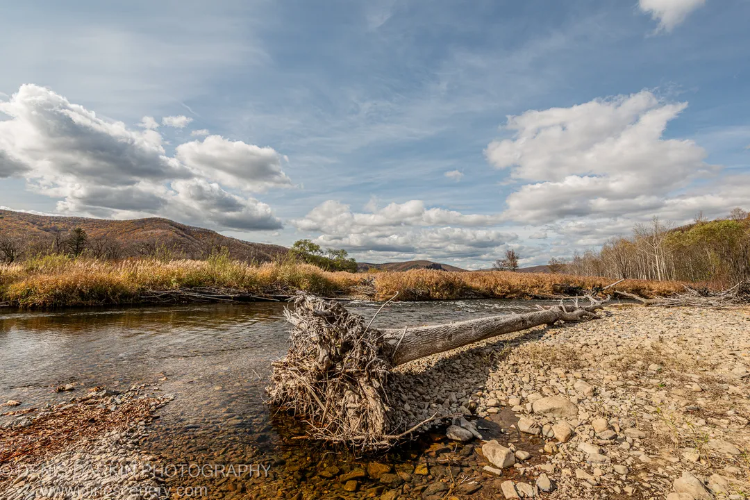Uprooted tree trunk lying across a rocky riverbank in Primorsky Krai, golden reeds and rolling hills on the far side.