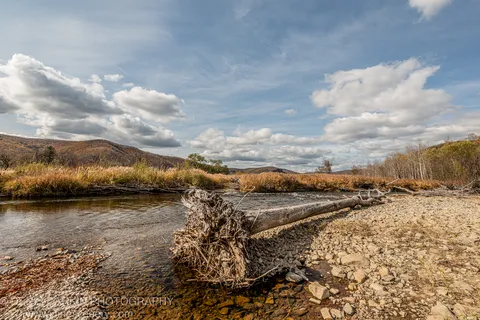 Uprooted tree trunk lying across a rocky riverbank in Primorsky Krai, golden reeds and rolling hills on the far side.