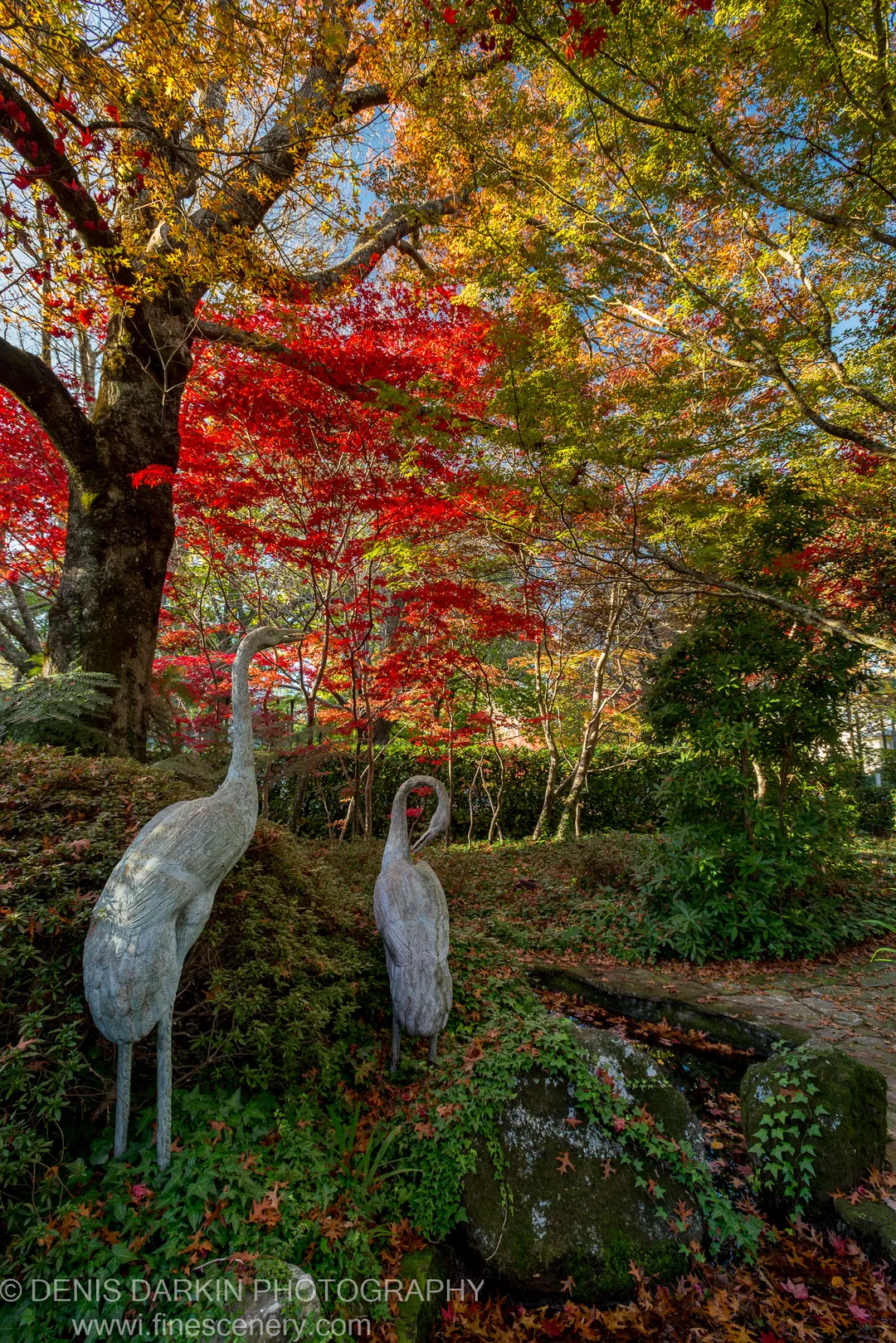 Two white crane sculptures stand on a mossy mound beneath vibrant red and gold Japanese maple canopy in a formal garden.