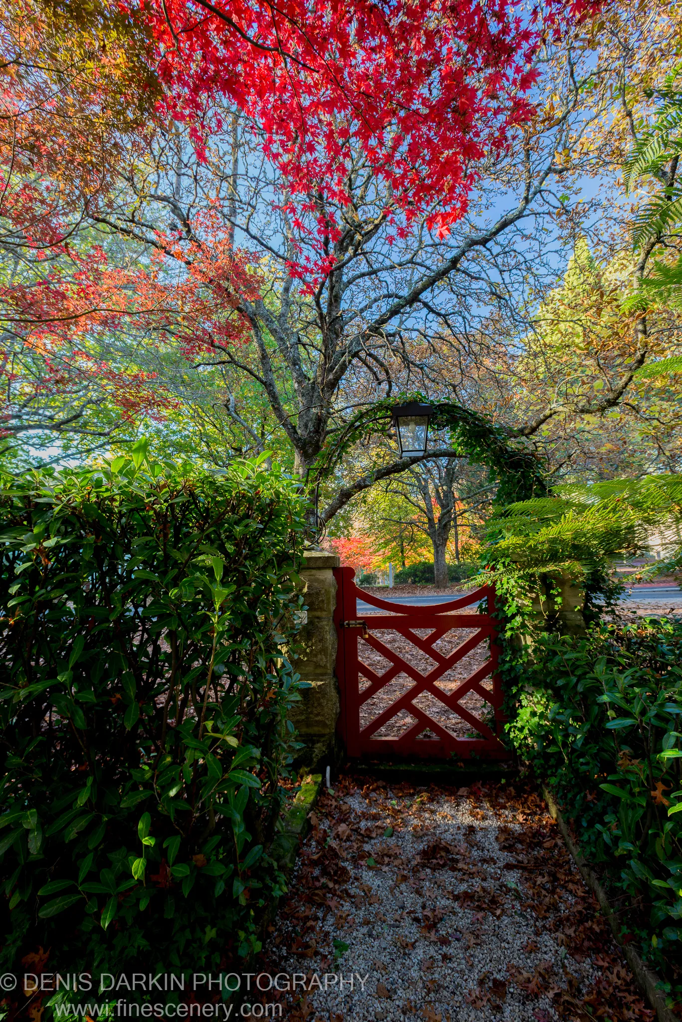 A red wooden gate flanked by stone pillars leads beneath a dense archway of autumn maple and ivy at Mount Wilson.
