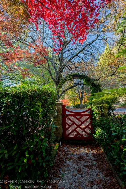 A red wooden gate flanked by stone pillars leads beneath a dense archway of autumn maple and ivy at Mount Wilson.