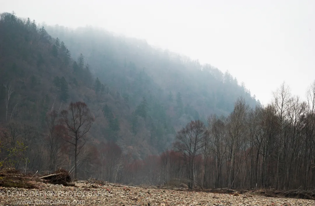 Forested hillside dissolving into white mist above a rocky Nezhinka riverbank strewn with driftwood and bare autumn trees. November 2006.