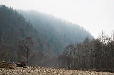 Forested hillside dissolving into white mist above a rocky Nezhinka riverbank strewn with driftwood and bare autumn trees. November 2006.
