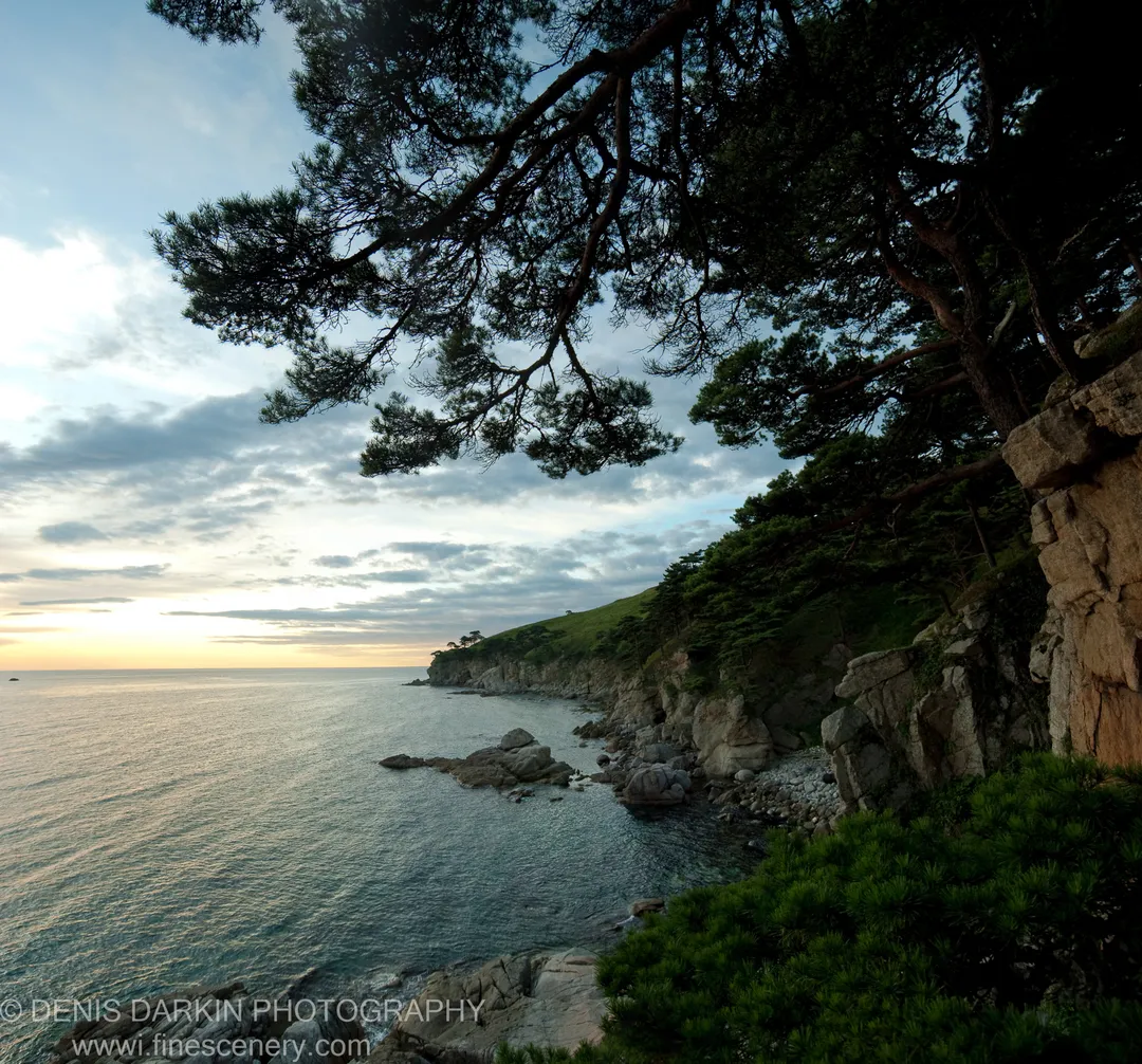 Silhouetted pine branches overhang the rocky coastline of the Far East Marine Reserve, morning light low at the horizon in September 2009.