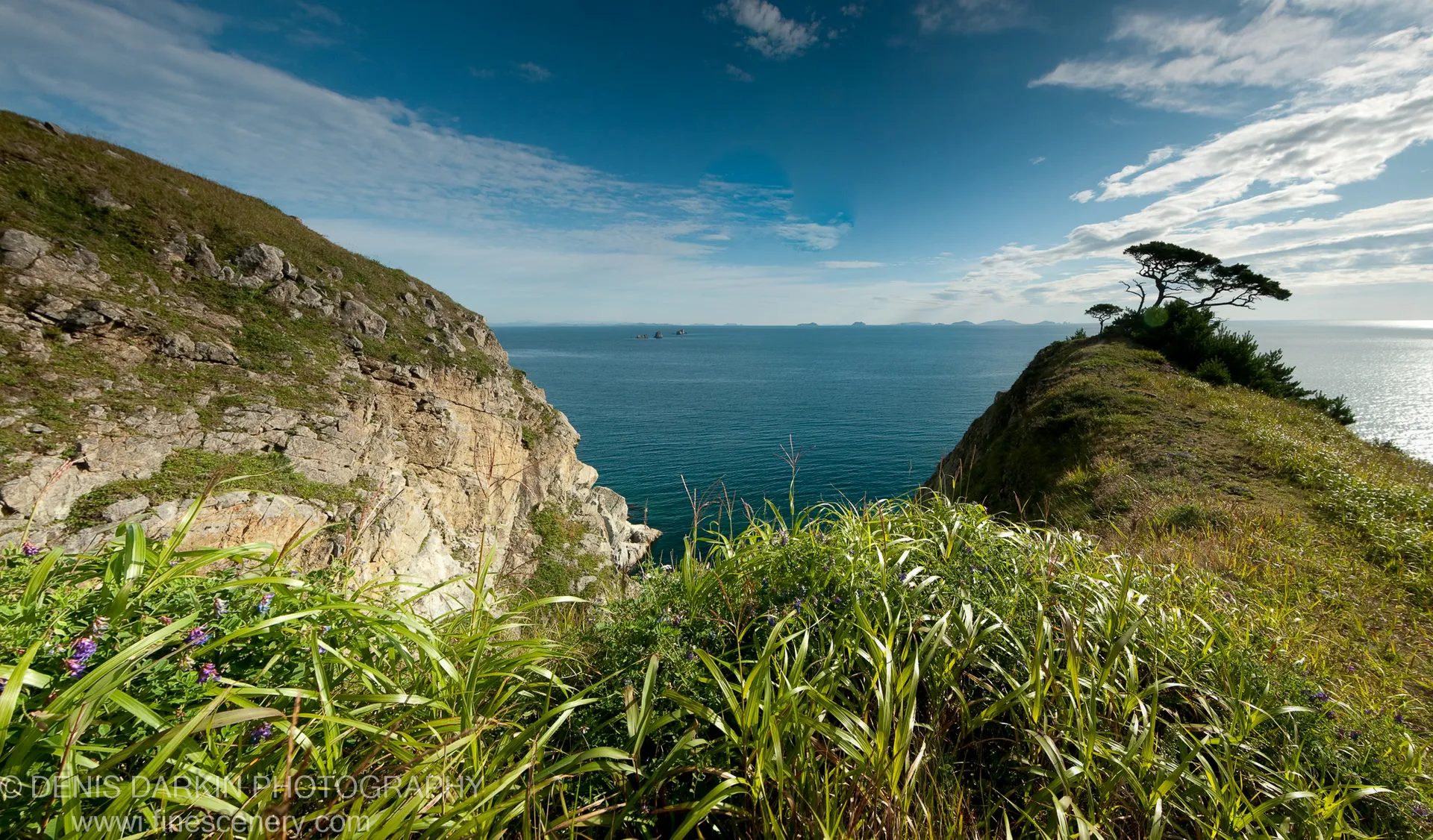 Purple wildflowers line the cliff edge at the Far East Marine Reserve, with deep blue water stretching to the horizon below.