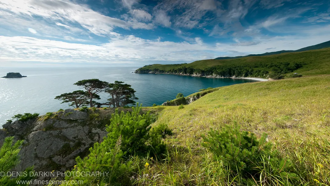 Two gnarled pine trees stand at the rocky cliff edge above a deep blue coastal cove in the Far East Marine Reserve.