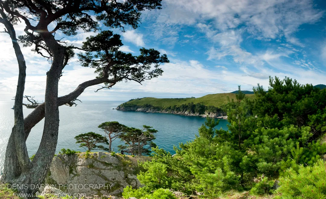 A weathered pine on a rocky ledge at Gamov Cape, with calm blue waters and a distant headland visible through the branches.
