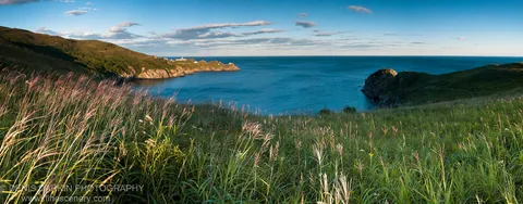 Tall coastal grasses in warm dusk light at Gamov Cape, with rocky headlands and a deep blue inlet visible beyond.