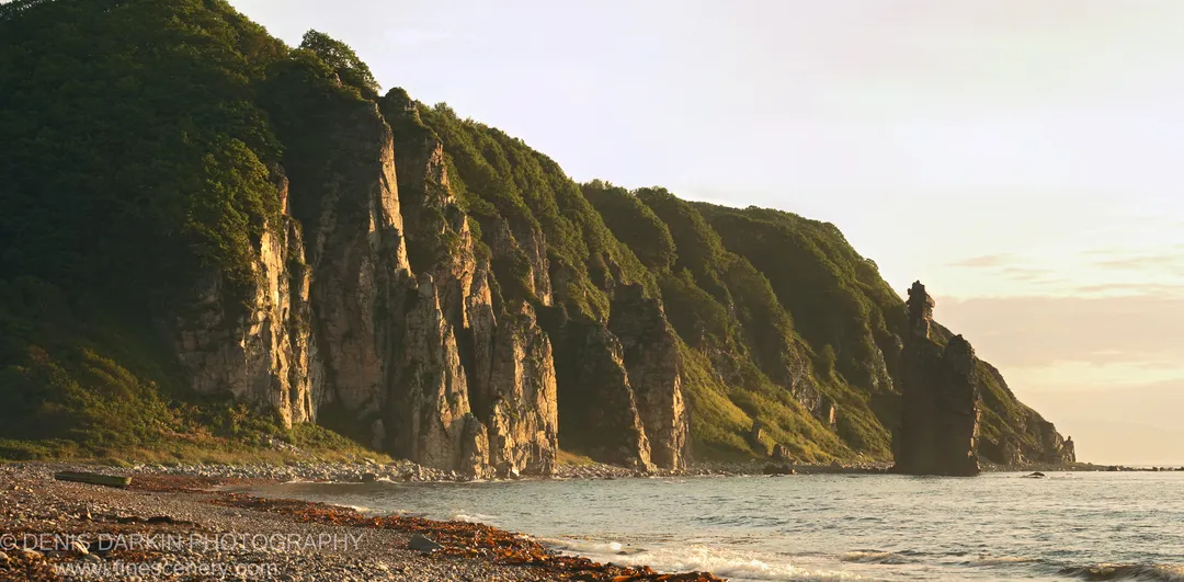 Pebble beach with reddish seaweed in the foreground, steep forested coastal cliffs catching warm sunlight, and a distant sea stack at Dalnegorsk.
