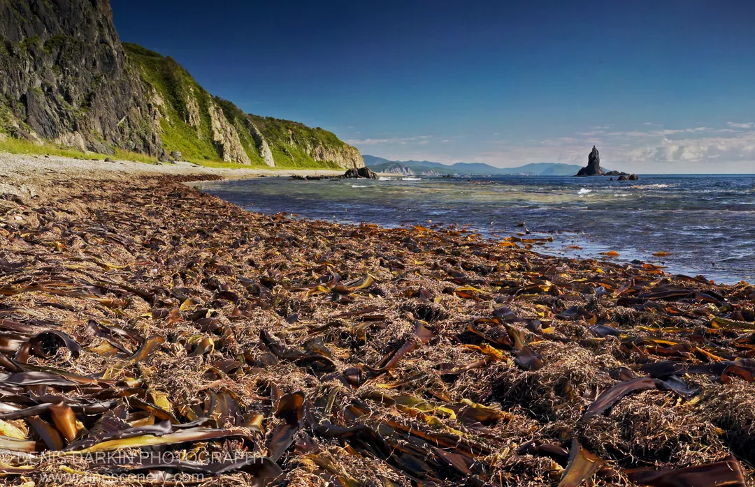 Dried kelp covers the foreshore in front of calm blue water, a steep verdant cliff face, and a solitary sea stack at Dalnegorsk.