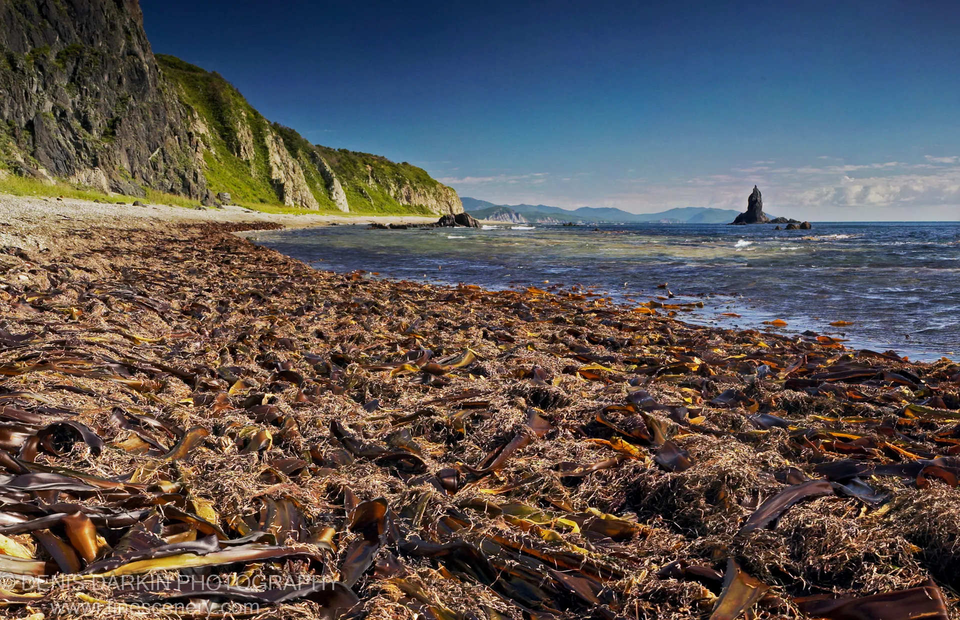 Dried kelp covers the foreshore in front of calm blue water, a steep verdant cliff face, and a solitary sea stack at Dalnegorsk.