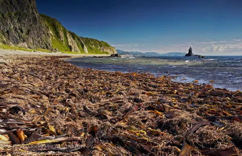 Dried kelp covers the foreshore in front of calm blue water, a steep verdant cliff face, and a solitary sea stack at Dalnegorsk.