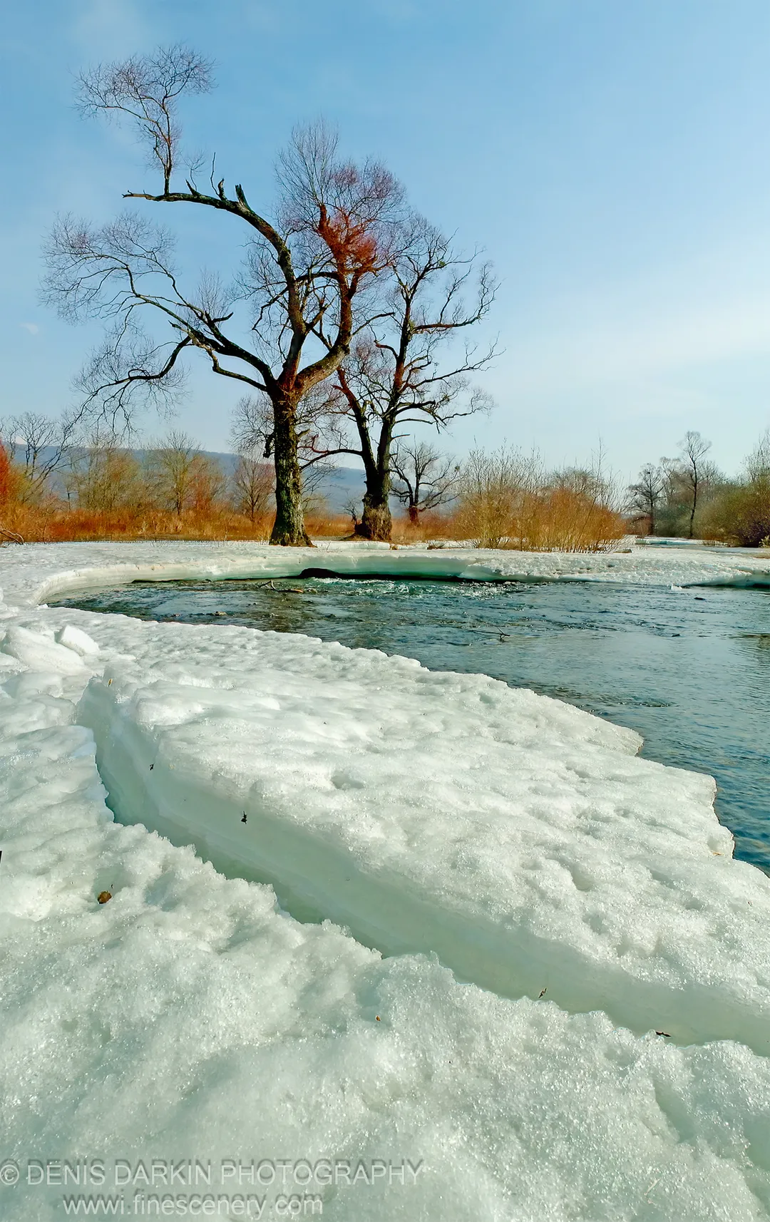 Two bare trees rise from a Primorsky Krai river bank, dried rust-colored brush at their base, open water and ice below.