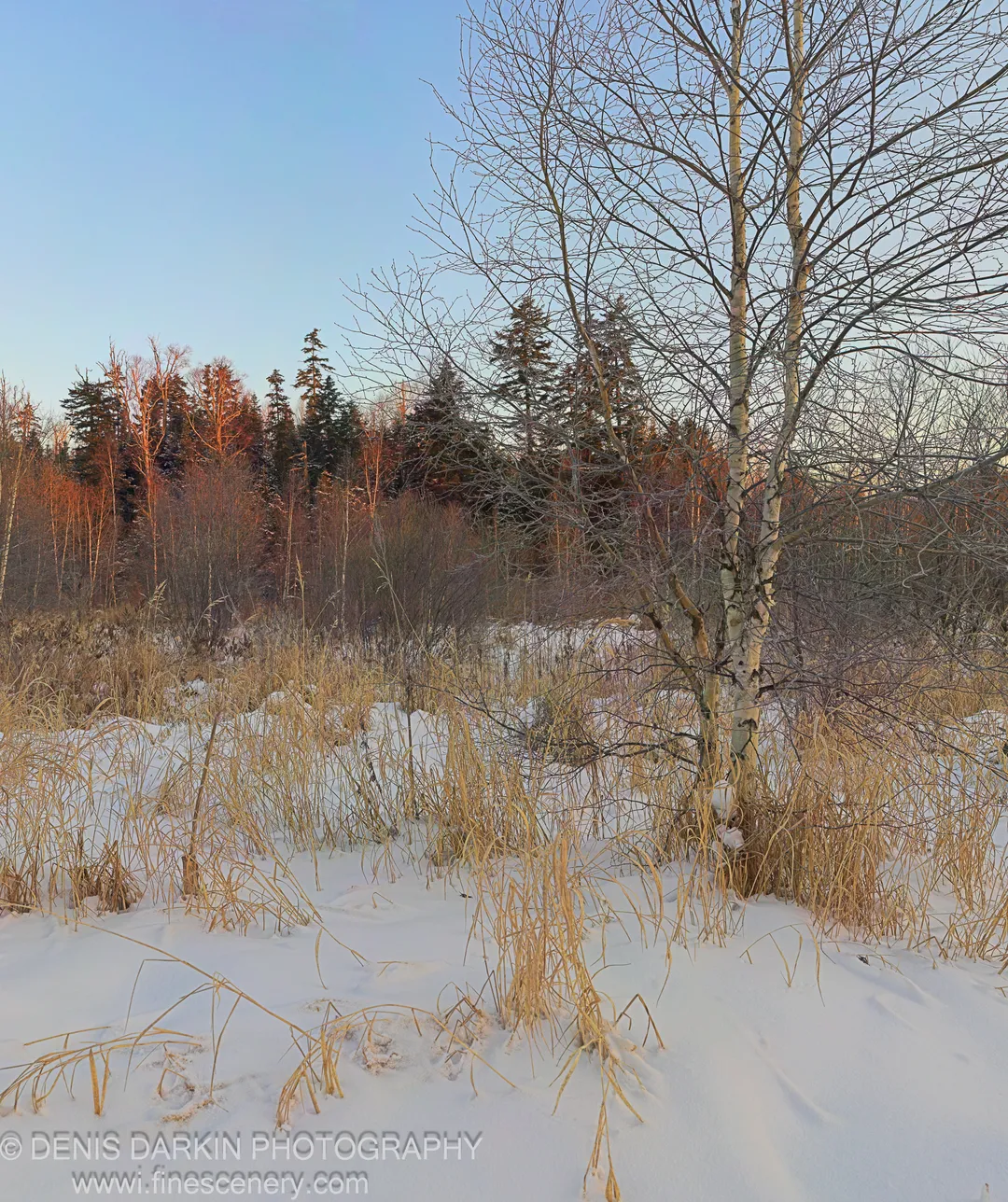 A birch tree stands against a clear blue sky above golden dry grasses emerging from fresh snow, Vinogradovka, Primorsky Krai.