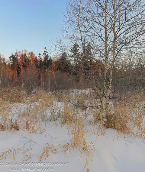 A birch tree stands against a clear blue sky above golden dry grasses emerging from fresh snow, Vinogradovka, Primorsky Krai.