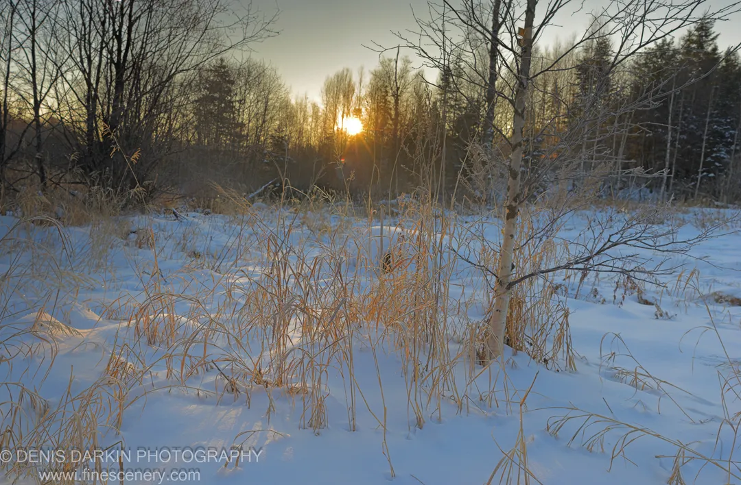 Frost-coated grasses stand backlit in snow, with bare branches silhouetted against a bright setting sun casting warm golden light across the cold landscape.