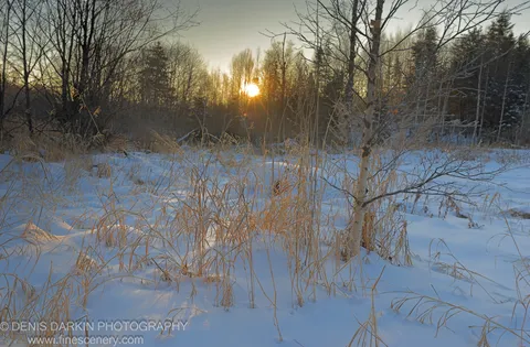 Frost-coated grasses stand backlit in snow, with bare branches silhouetted against a bright setting sun casting warm golden light across the cold landscape.