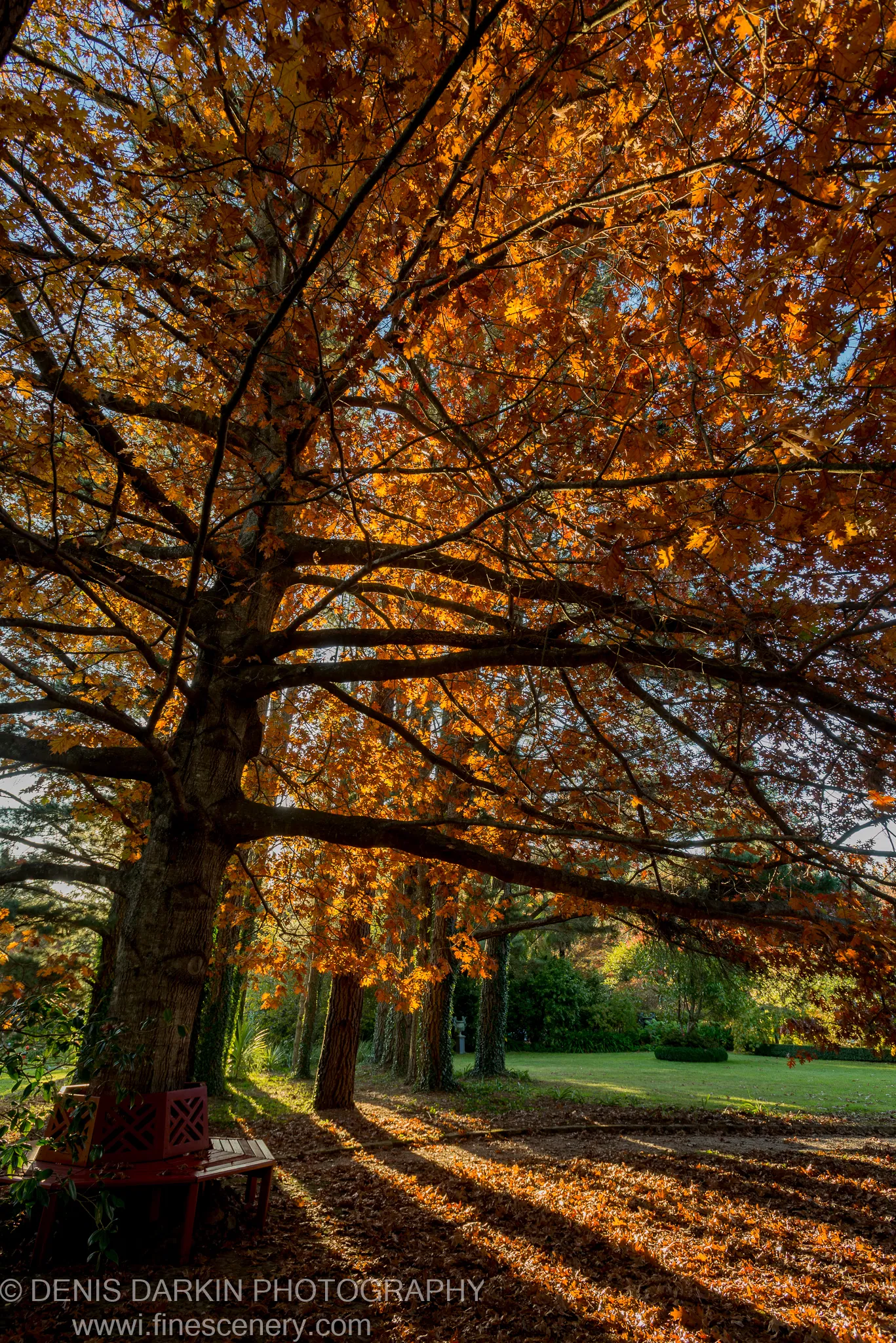 A wooden bench sits near the base of a large maple tree with orange autumn foliage, casting long diagonal shadows across a green lawn.