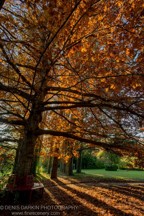 A wooden bench sits near the base of a large maple tree with orange autumn foliage, casting long diagonal shadows across a green lawn.