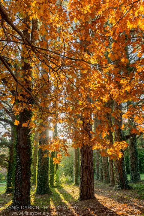 Golden-hour backlight turns orange maple leaves translucent in a formal garden allee, while ivy climbs the dark trunks below at Mount Wilson.