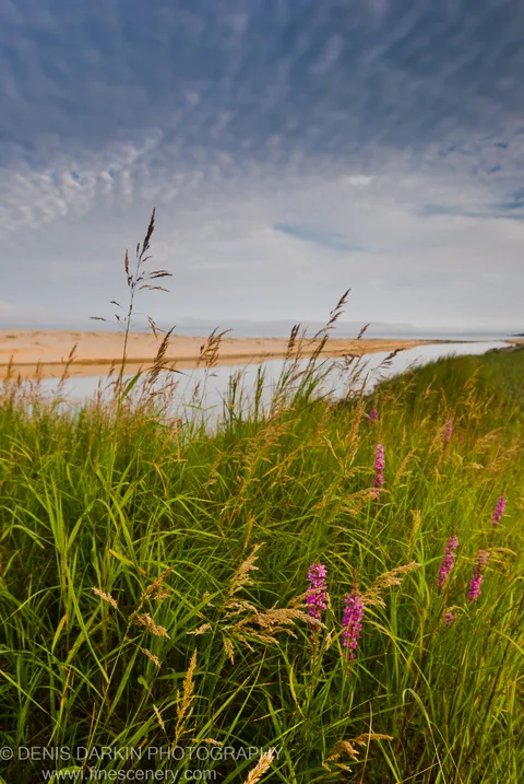Tall wild grasses and magenta loosestrife flowers border a calm river mouth opening to a sandy lagoon at dusk, Lazovsky Reserve.