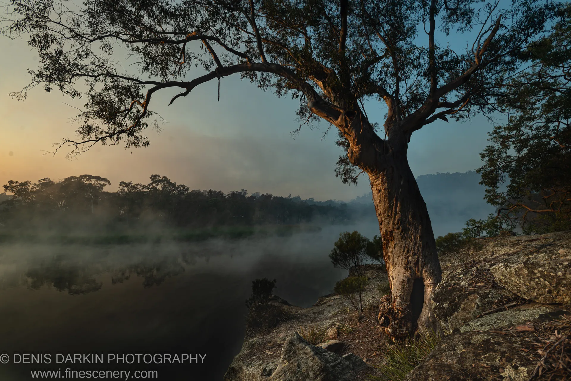 Weathered eucalyptus on a sandstone ledge at Dunns Swamp, with morning mist hovering over the still, dark water at dawn.