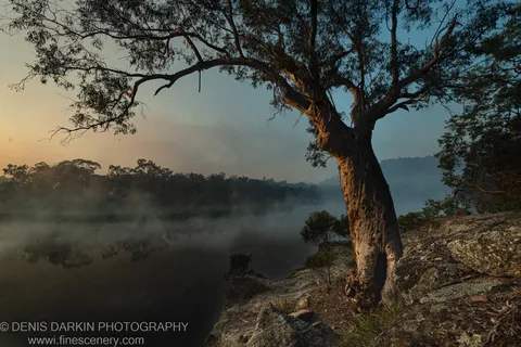 Weathered eucalyptus on a sandstone ledge at Dunns Swamp, with morning mist hovering over the still, dark water at dawn.