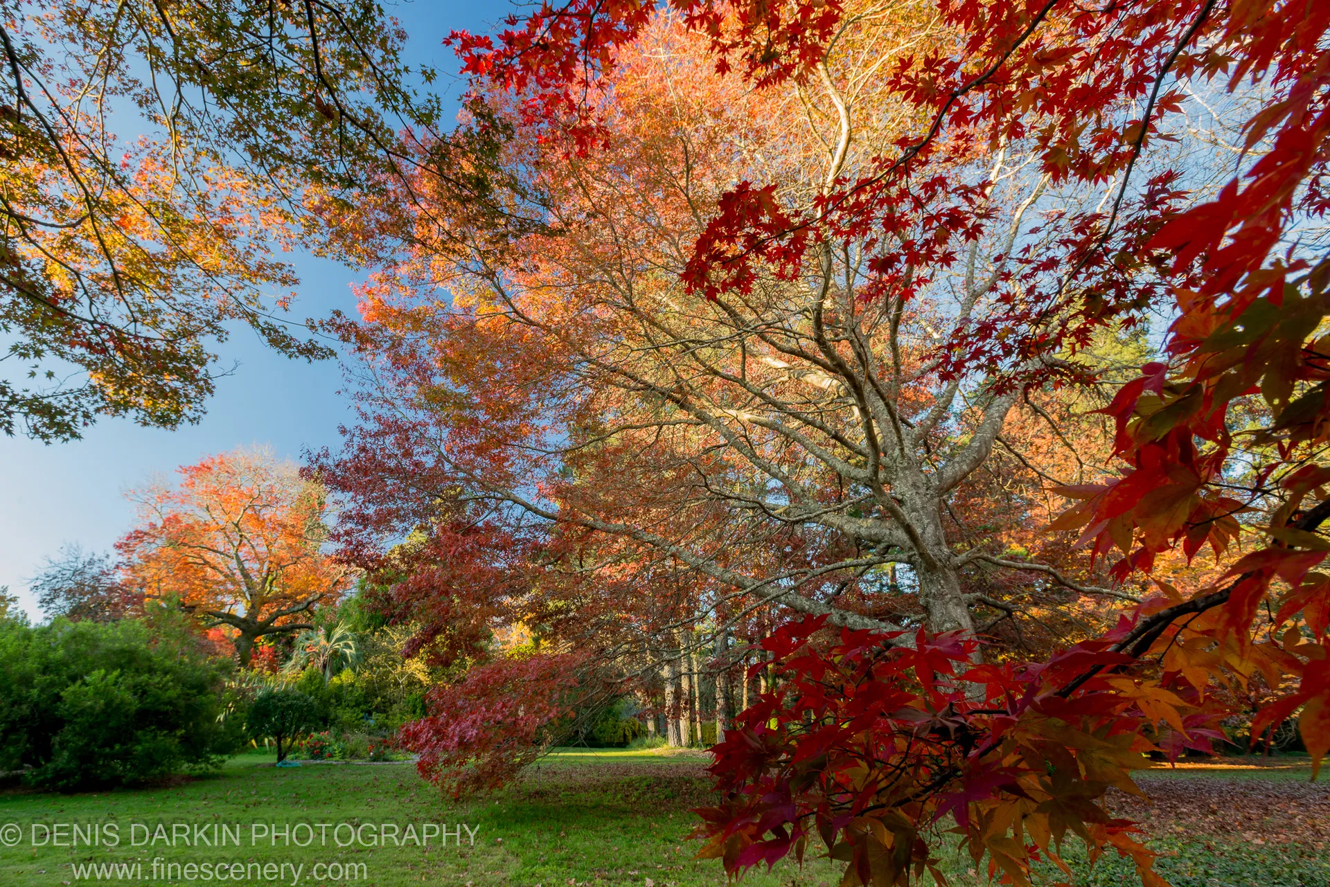 A large deciduous tree with wide-spreading branches in the upper frame, red maple foliage in the foreground and fallen leaves on the lawn.