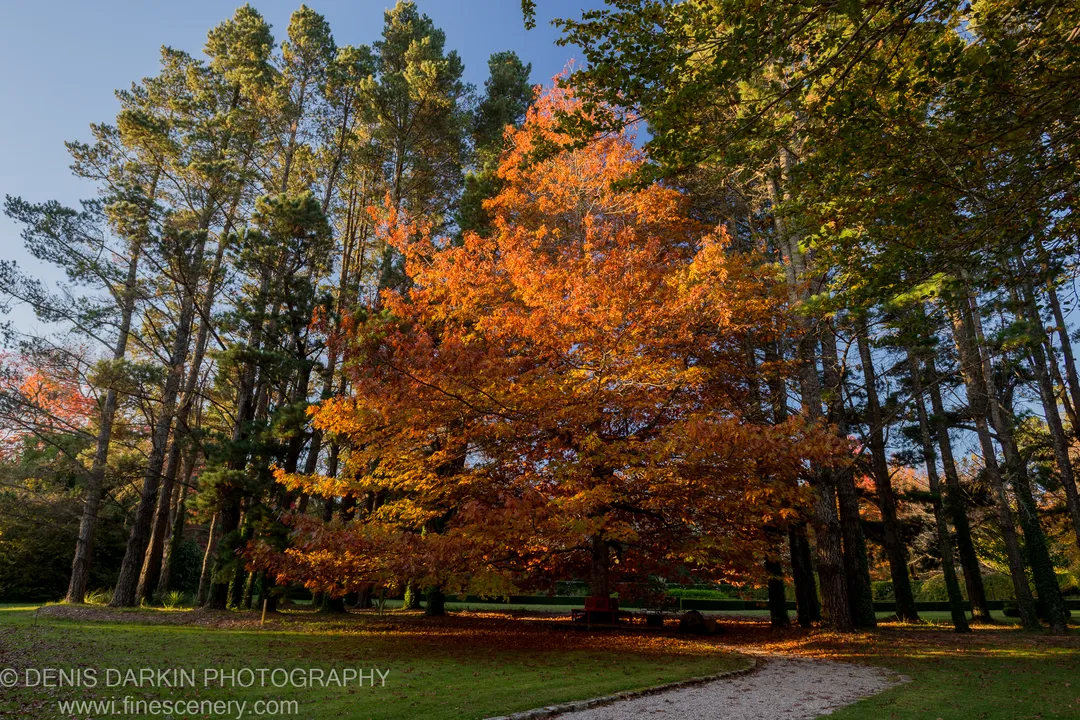 A maple tree with orange autumn foliage stands among tall pine trees, a winding gravel path crossing the foreground lawn at Mount Wilson.
