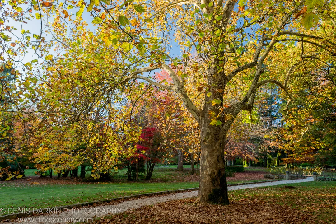 Sunlight filters through autumn-coloured deciduous trees lining a winding gravel path at Mount Wilson, Blue Mountains, New South Wales.