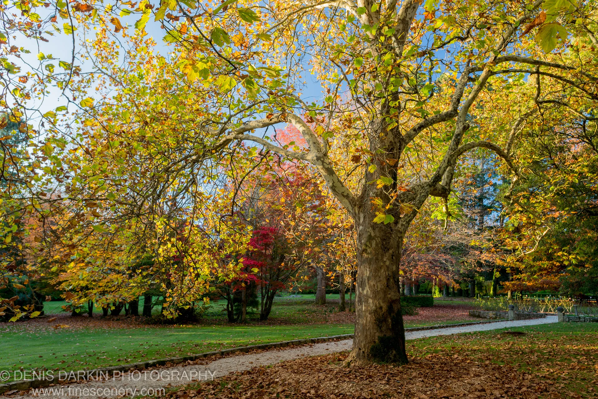 Sunlight filters through autumn-coloured deciduous trees lining a winding gravel path at Mount Wilson, Blue Mountains, New South Wales.