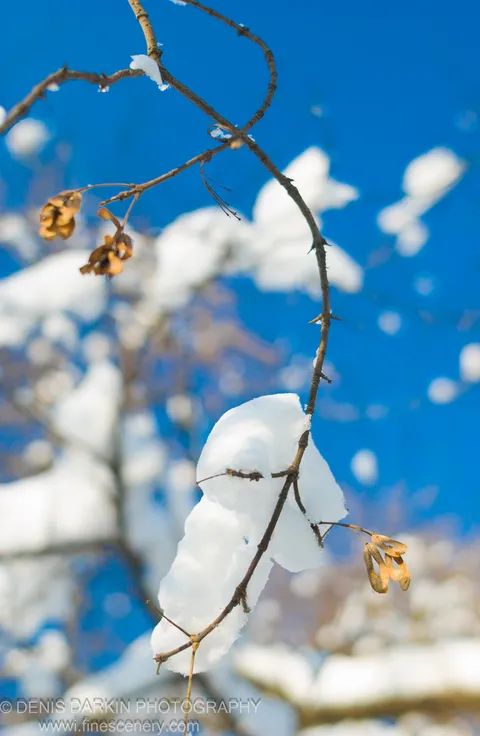 Snow-dusted thorny branches and dried tan seed pods against a clear blue sky at Vityaz Bay, January 2007.