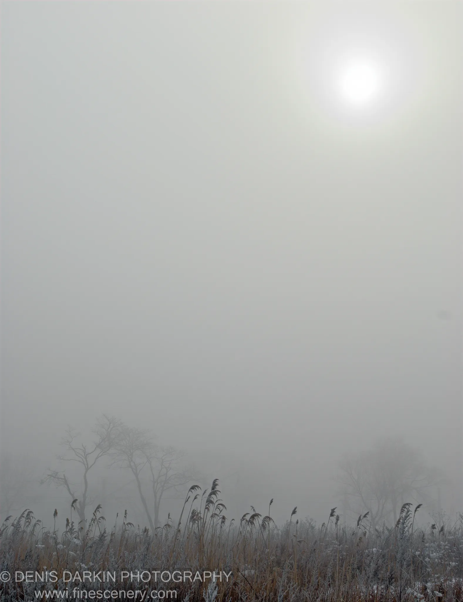 Frost-coated reeds rise in the foreground while bare trees fade into mist and a silhouetted figure stands under a diffused winter sun.