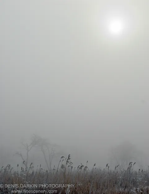 Frost-coated reeds rise in the foreground while bare trees fade into mist and a silhouetted figure stands under a diffused winter sun.