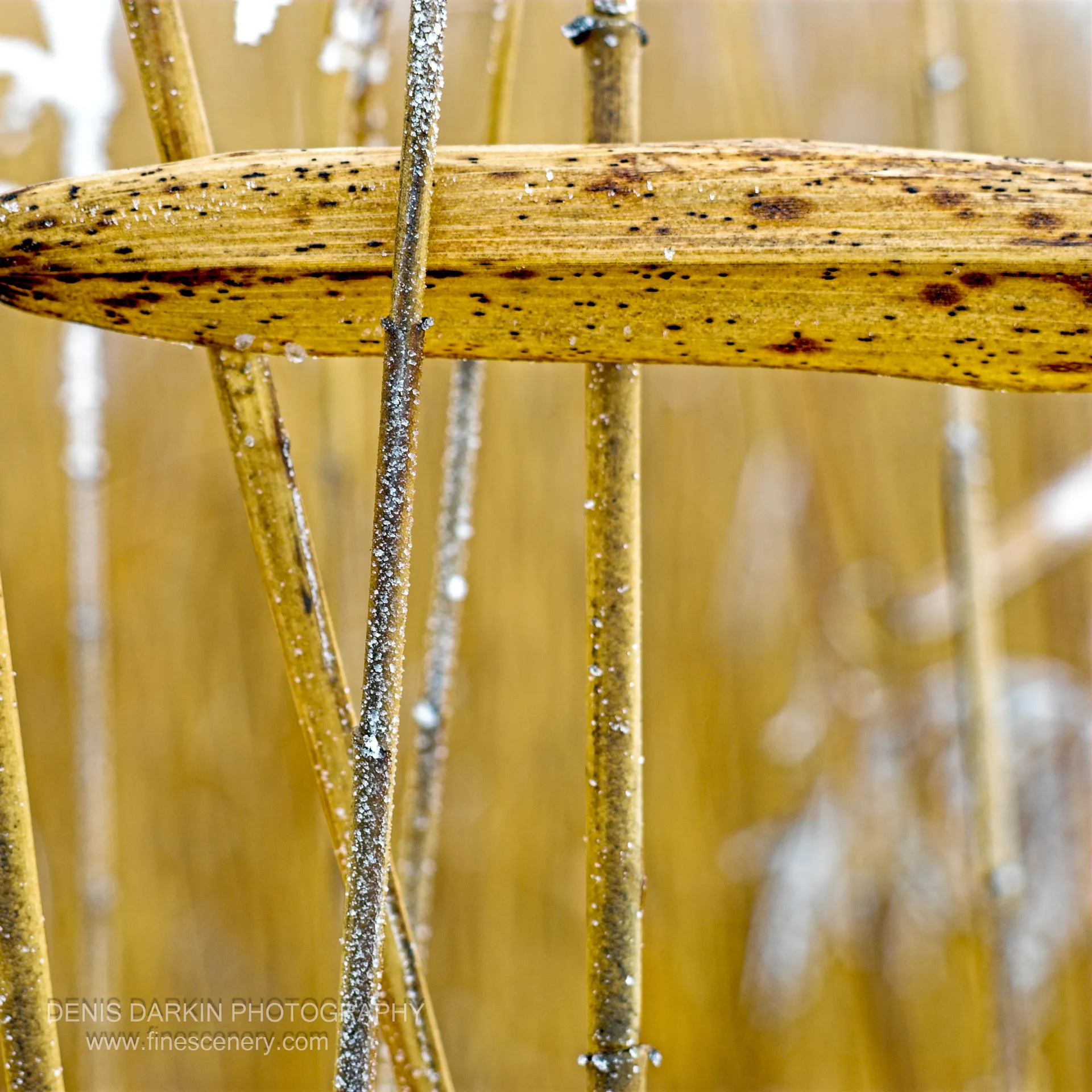A dried reed blade coated in crystalline frost crosses slender stems, warm yellow tones contrasting with white ice crystals, Vladivostok, midwinter.