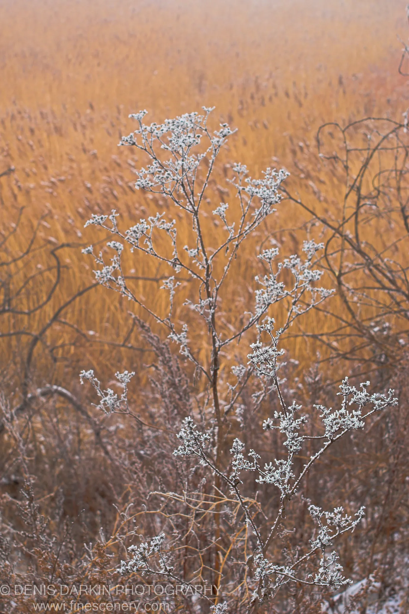 A frost-coated dried plant sprig stands in sharp focus against the blurred golden-brown winter grasses near Vladivostok in December 2006.