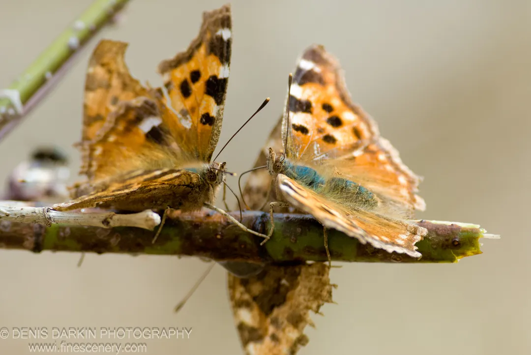 Two painted lady butterflies perch face-to-face on a twig, their orange wings spread against a soft neutral bokeh, Shkotovskoe Plateau.