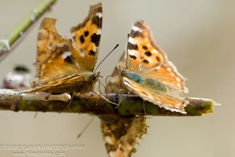 Two painted lady butterflies perch face-to-face on a twig, their orange wings spread against a soft neutral bokeh, Shkotovskoe Plateau.
