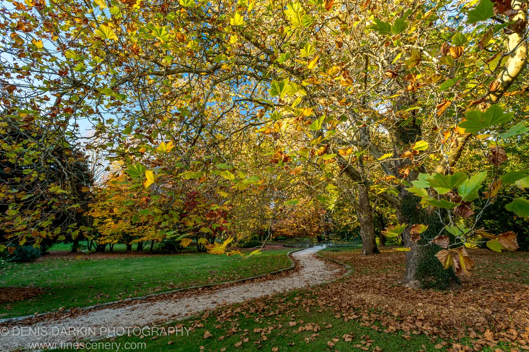A winding gravel path through plane trees in autumn color, sunlight filtering through yellow and brown foliage at Mount Wilson.