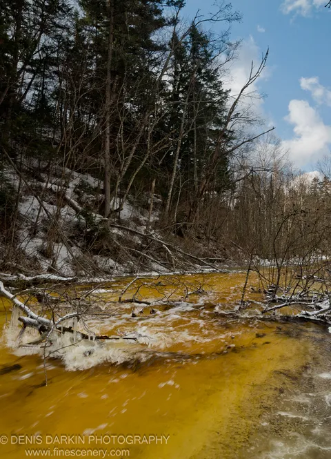 Amber-hued spring meltwater rushes past patches of snow and fallen logs at the Vinogradovka forest edge, evergreen canopy above.