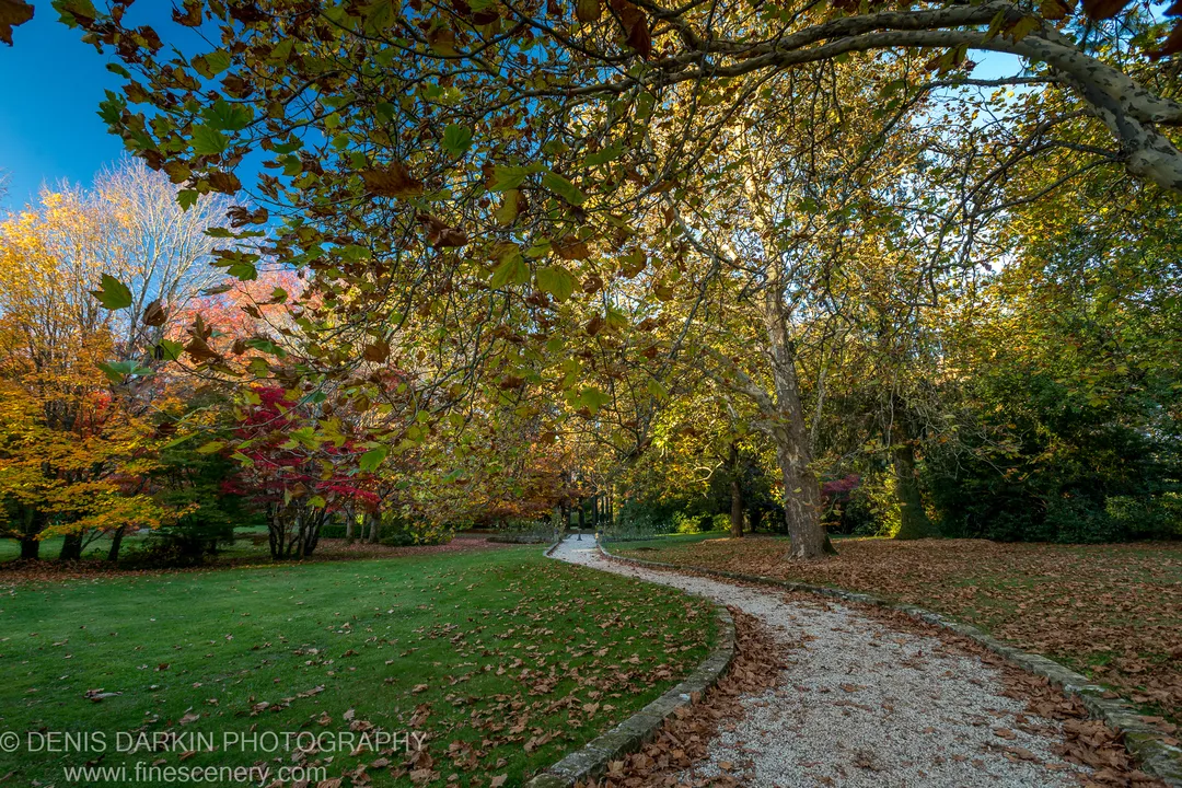 Sun-drenched gravel path through a manicured garden under an autumn canopy of red and yellow, fallen brown leaves on the lawn borders, Mount Wilson.