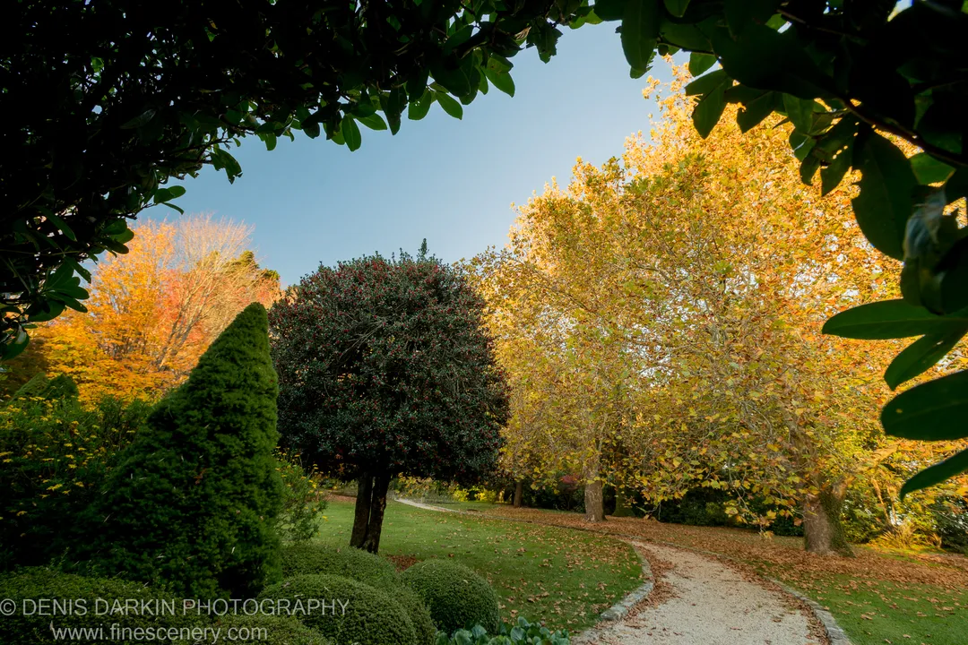 Dark foliage overhead contrasts with warm-lit deciduous trees along a winding gravel path in the formal garden at Mount Wilson.